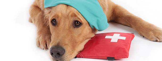 寵物急救訓練