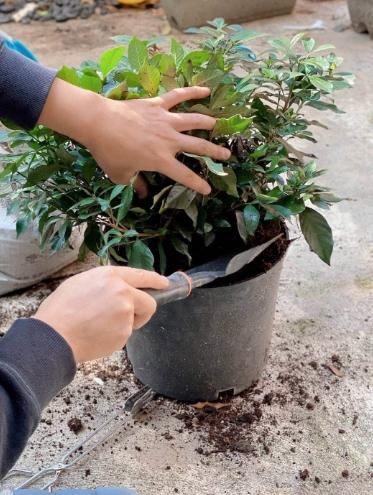 梔子花用土配方