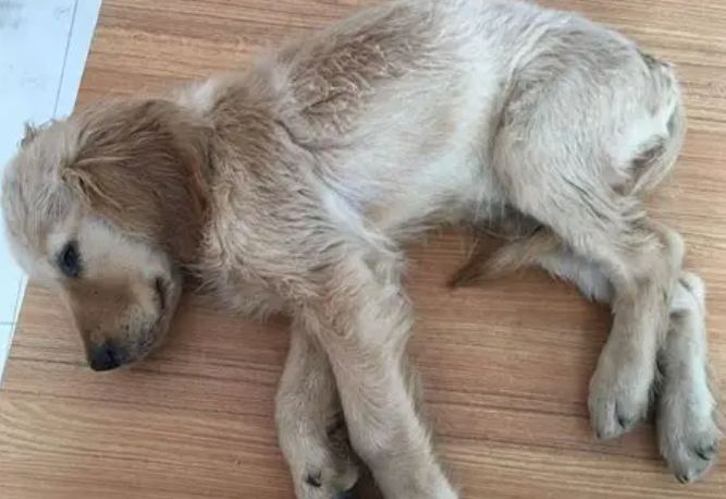 狗狗血便 狗狗血便