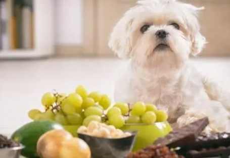 葡萄對狗的毒性 葡萄對狗的毒性