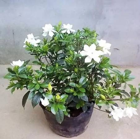 梔子花養護技巧