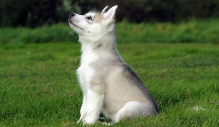 狗狗腎指數過高