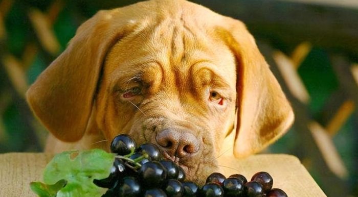 葡萄皮對狗有毒 葡萄皮對狗有毒
