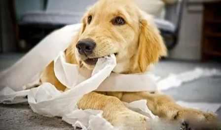 防止狗吃嘔吐物 防止狗吃嘔吐物