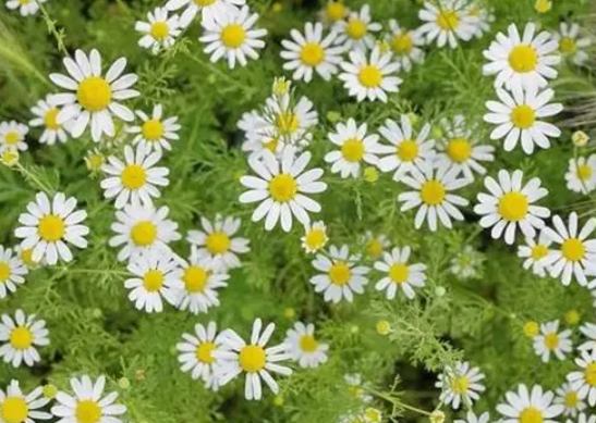 小雛菊花語意義