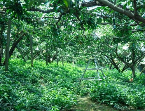 台灣水果特產 台灣水果特產