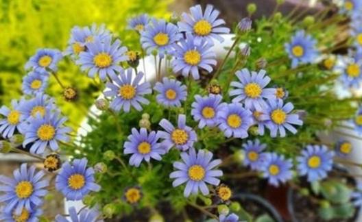 小雛菊花語含義