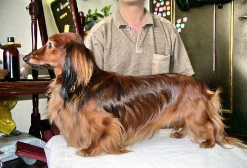 如何延長狗壽命 如何延長狗壽命