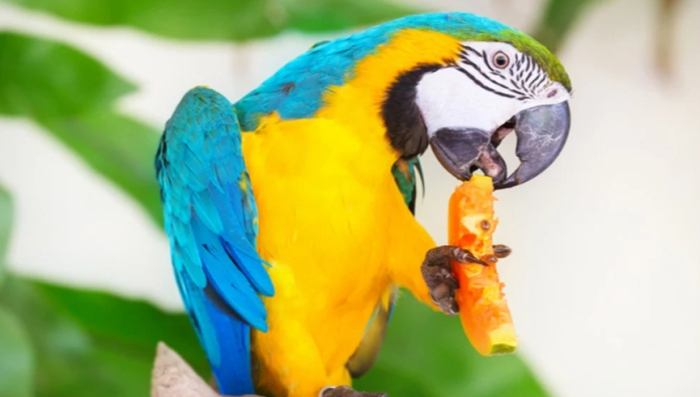 鸚鵡水果餵食