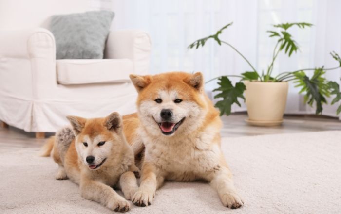 犬隻呼吸困難 犬隻呼吸困難