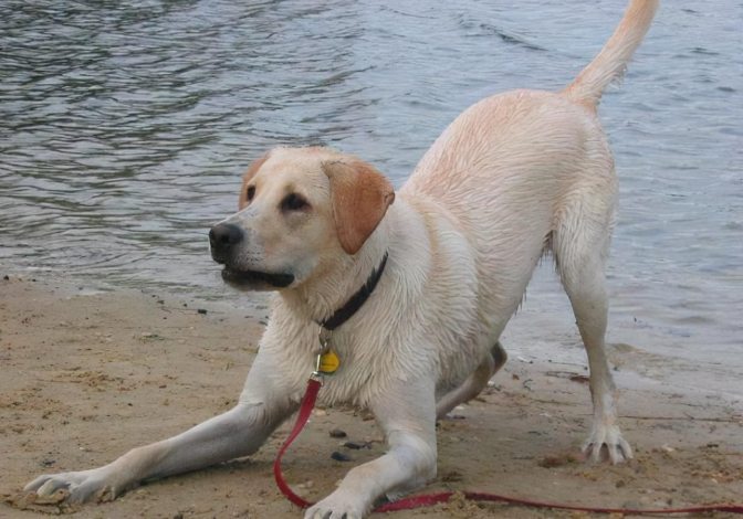 狗狗夾尾巴原因