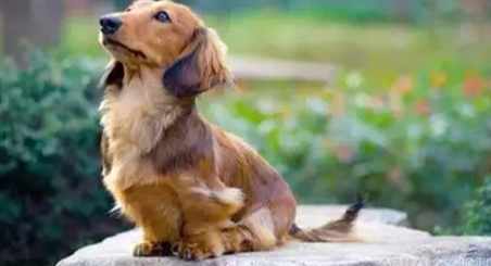 長毛狗飼養困難 長毛狗飼養困難