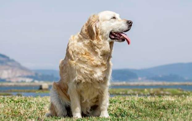 金毛犬平均壽命