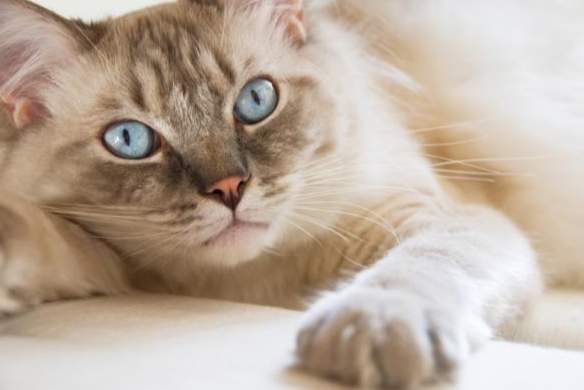 貓疥癬蟲預防 貓疥癬蟲預防