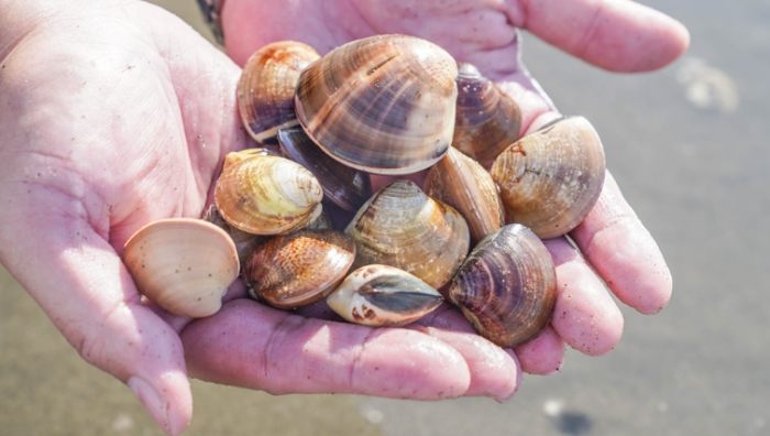 潮間帶生態體驗 潮間帶生態體驗