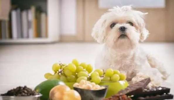 狗吃葡萄急救 狗吃葡萄急救