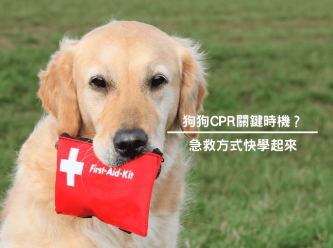 寵物急救訓練