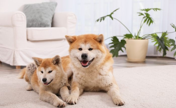 狗狗心臟病藥物 狗狗心臟病藥物