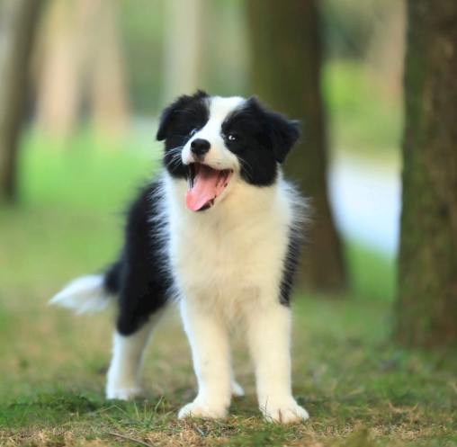 狗狗心臟病藥物 狗狗心臟病藥物