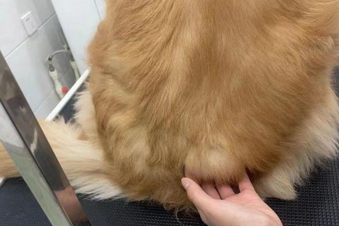 狗狗脂肪瘤治療 狗狗脂肪瘤治療