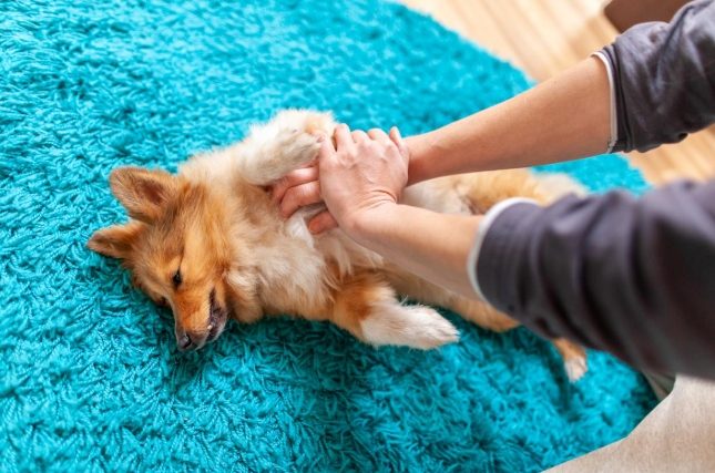 狗休克急救 狗休克急救