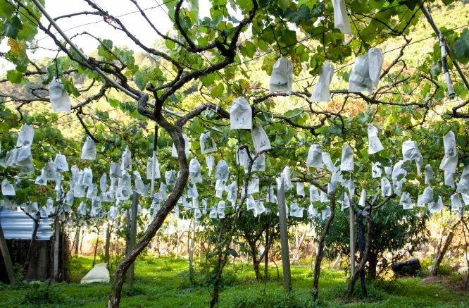 卓蘭水果季節 卓蘭水果季節