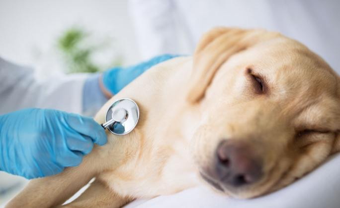 鉀離子過高症狀