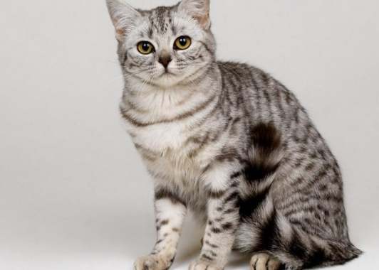 虎斑貓種類