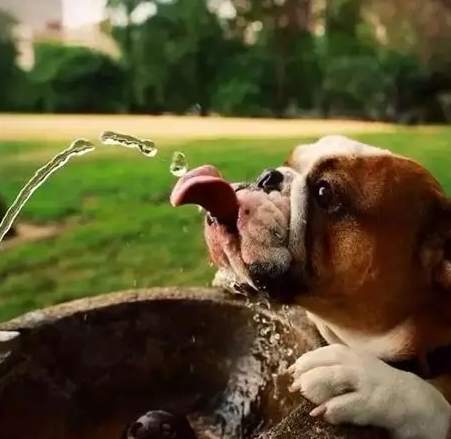 狗狗流口水 狗狗流口水