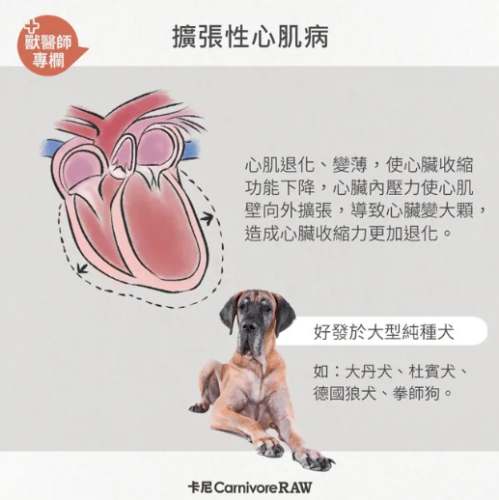 狗心臟肥大治療 狗心臟肥大治療