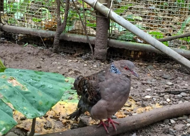 鳥類救援方法 鳥類救援方法