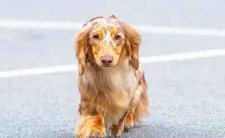 臘腸狗健康問題 臘腸狗健康問題