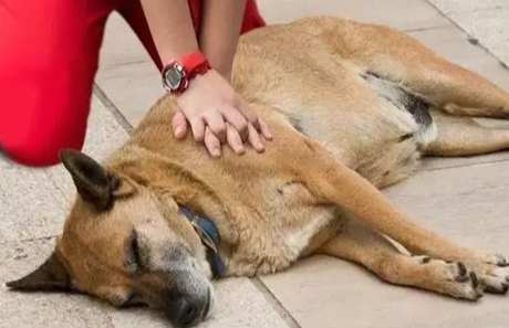 狗休克症狀 狗休克症狀