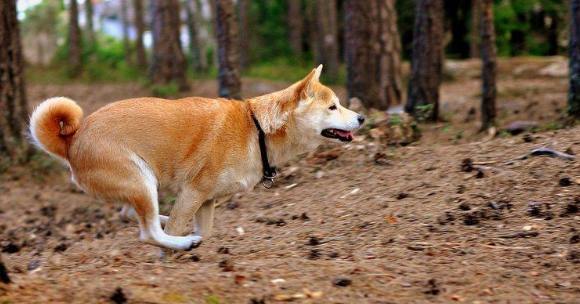 狗弓背走路原因