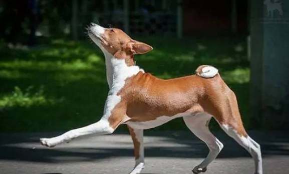 狗弓背走路原因