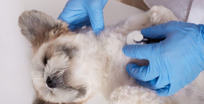 肺積水症狀狗狗 肺積水症狀狗狗