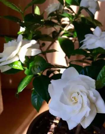 栀子花種植方法