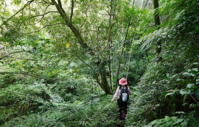 雞心尖登山 雞心尖登山