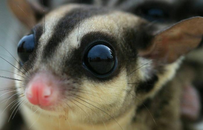蜜袋鼯餵食指南 蜜袋鼯餵食指南