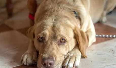 狗吃嘔吐物原因 狗吃嘔吐物原因