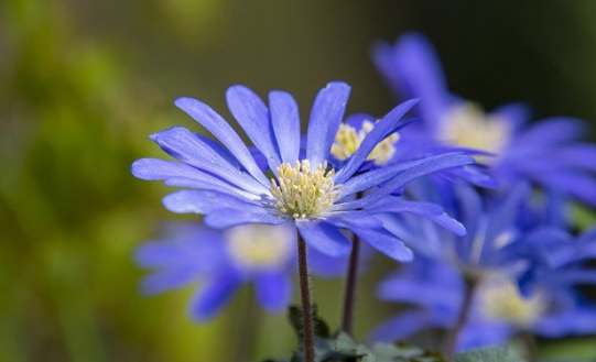 藍色小雛菊種植