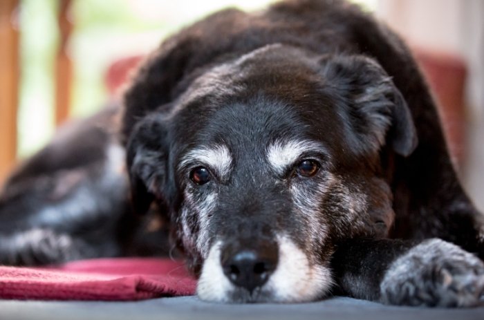 腎衰竭第二期症狀