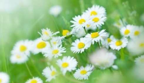 小雛菊花語意義