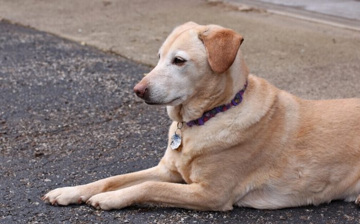 狗狗肺水腫 狗狗肺水腫
