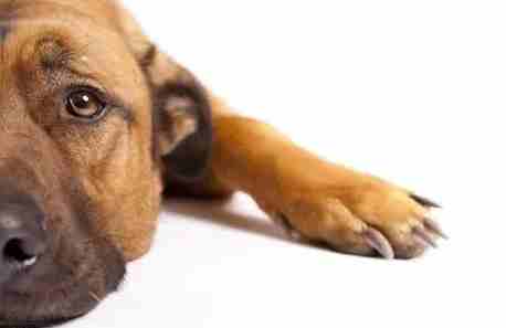 狗吃嘔吐物原因 狗吃嘔吐物原因