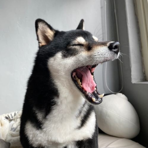 狗狗掉毛皮膚黑