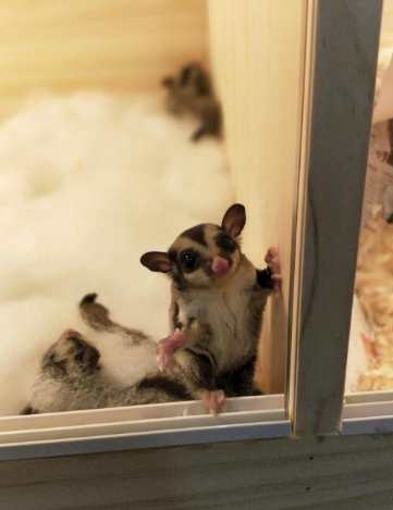 蜜袋鼯飲食禁忌 蜜袋鼯飲食禁忌