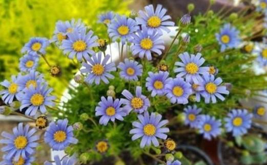 紫色雛菊種植