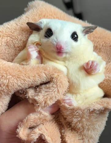 蜜袋鼯不能吃的食物 蜜袋鼯不能吃的食物