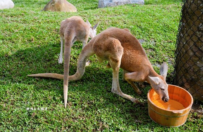 袋鼠觀光體驗 袋鼠觀光體驗